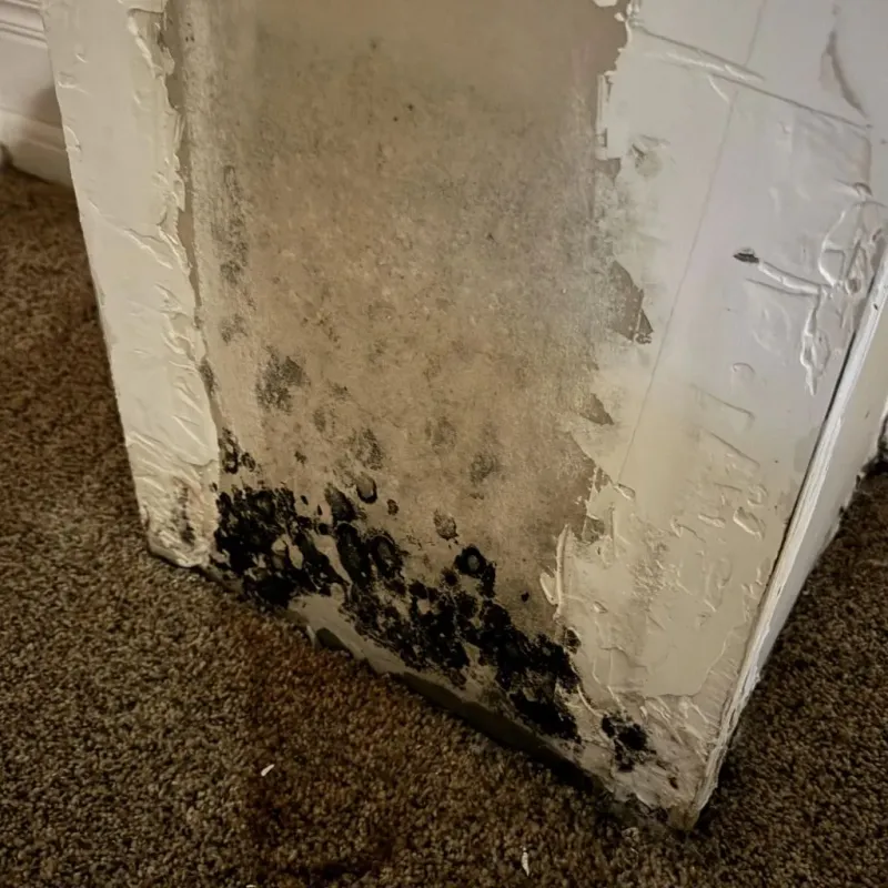 Professional Mold Removal in Odessa, TX
